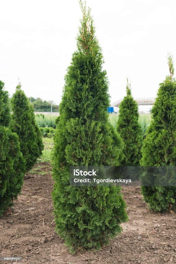 Thuja orientalis Aurea Nana in plant nursery. Dwarf evergreen tree with a well-defined main trunk and a large number of lateral branches Back Yard Stock Photo