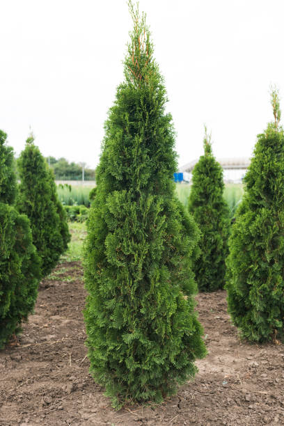Thuja orientalis Aurea Nana in plant nursery. Dwarf evergreen tree with a well-defined main trunk and a large number of lateral branches Thuja orientalis Aurea Nana in plant nursery. Dwarf evergreen tree with a well-defined main trunk and a large number of lateral branches thuja orientalis stock pictures, royalty-free photos & images
