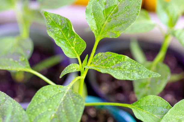 Fresh seedling in water drops in pots under lighting. Young green sprout. New harvest. Locally grown. Selective focus