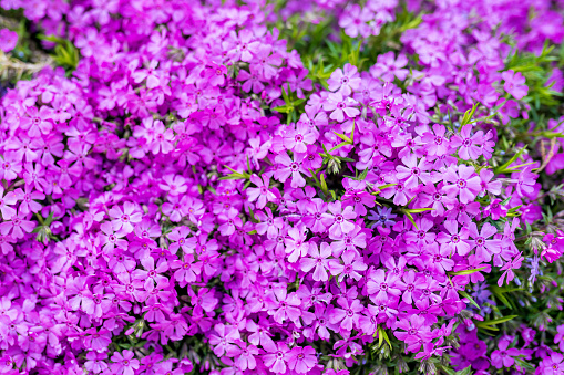 Close-up of phlox subulata. Evergreen perennial creeping herbaceous mat blooming in spring