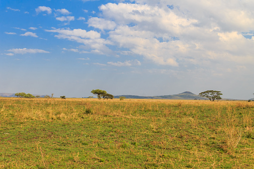 View of Serengeti national park, Tanzania