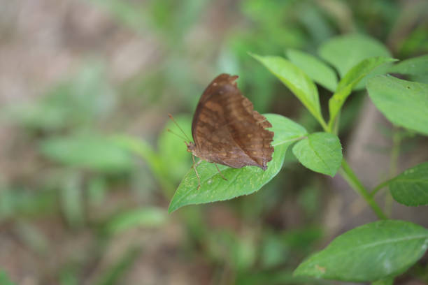 Close-up of a Malay Red Banded Harlequin Butterfly perching on leaf