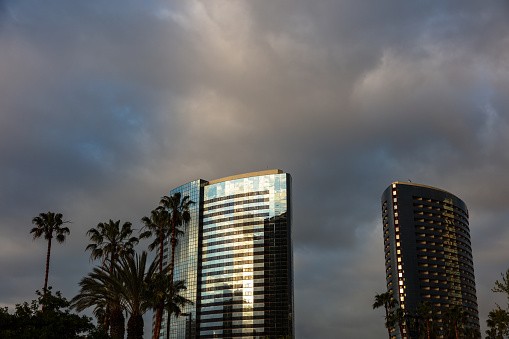 Modern skyscraper and palm trees in downtown San Diego on an overcast morning.