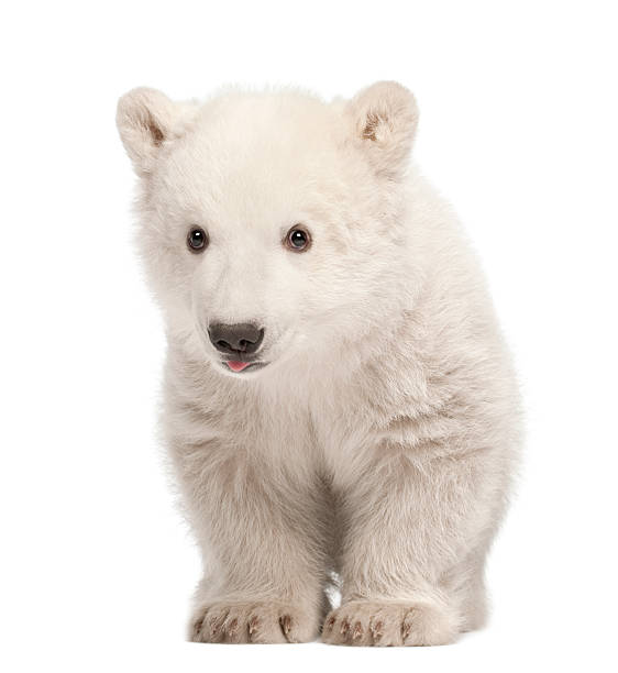 istock Polar bear cub, Ursus maritimus, 3 months old, standing 148018910