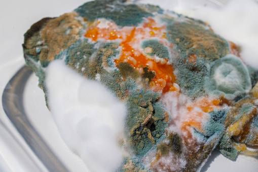 Inedible food. Slice of rotten salmon, covered with mold and bacteria, close-up.