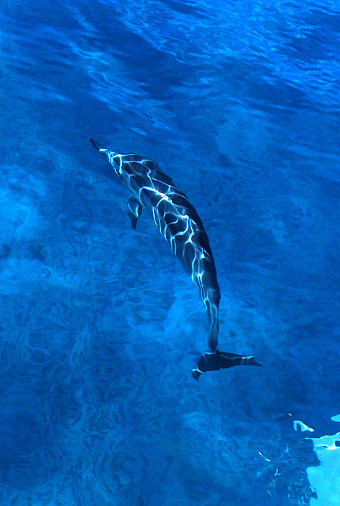 A beautiful light pattern on a dolphin  of the Kauai coast