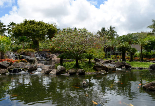 istock Kauai garden and koi pond 1480191950