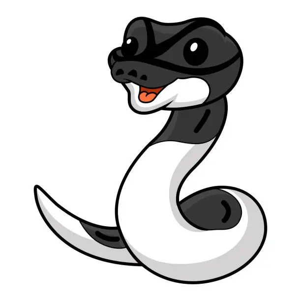Vector illustration of Cute panda pied ball python cartoon