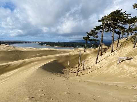 Sand dunes on the ocean coast in Florence Oregon with trees rising from the sand on a sunny day