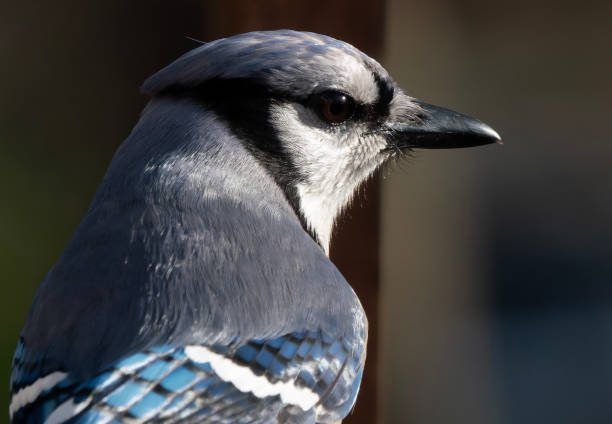 istock Bluejay on the deck in the evening sun 1480192204