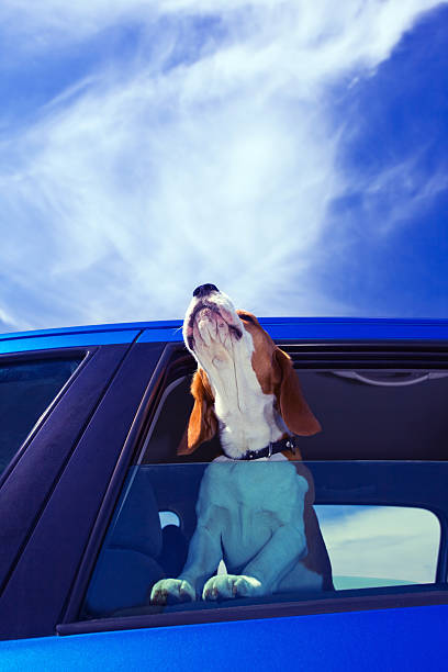 Hurrah! A vacation! The cute beagle travels in the blue car. blue beagle stock pictures, royalty-free photos & images
