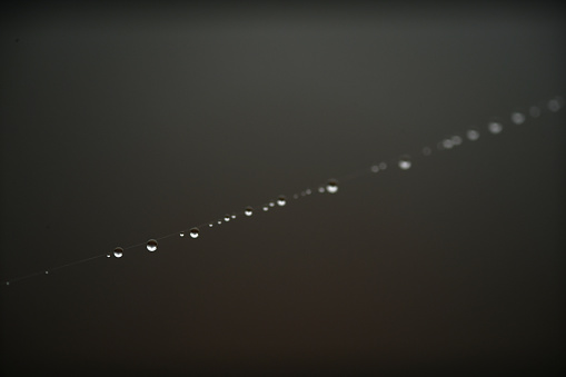 A line of  very small dew drops on a single web strand