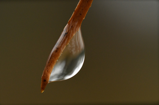 A single drop of water at end of a dead pine needle.