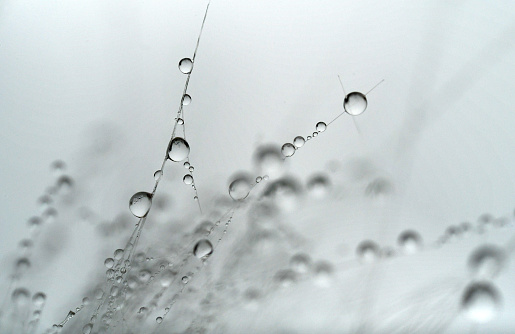 Many drops of water clinging to the fibers of a  milkweed seed pod in the early morning.