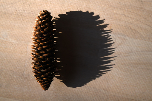 A pine cone and its shadow on a wooden surface.