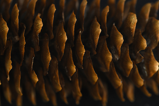 A pine cone close up.