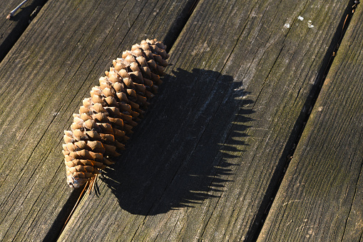 A pine cone and its shadow on a wooden picnic table surface.