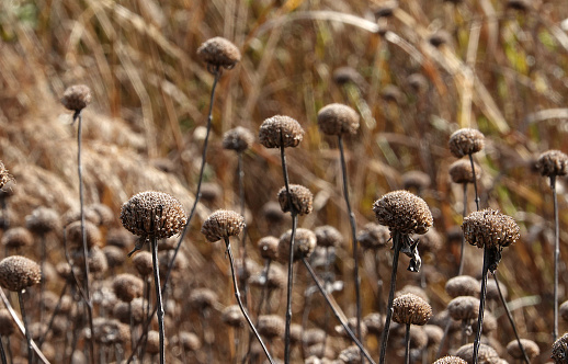 An abstract looking image of a field of dead flower heads