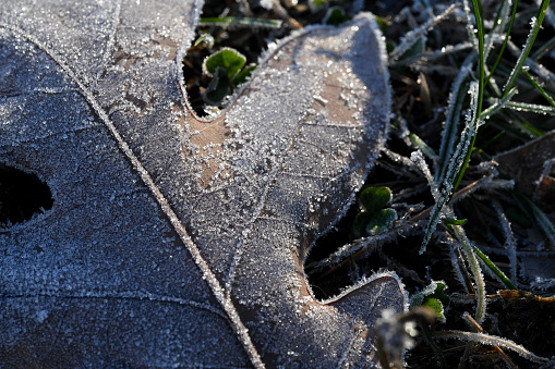 A Leaf covered with the morning's frost very close up.