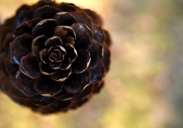 Pine cones with pretty bokeh.