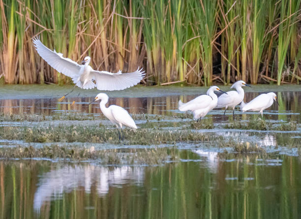 istock Snowy Egret Landing 1480206976