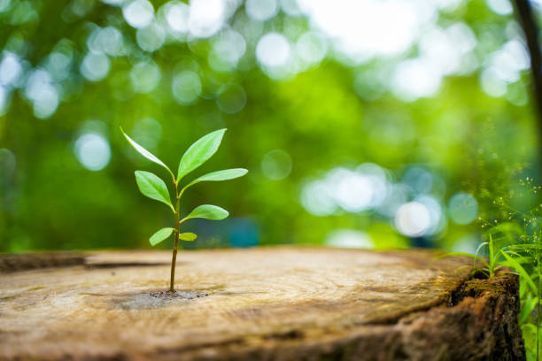 a new green leaf is born on an old tree. concept of hope for a new life in the natural environment in the future. renewal with business development and eco-symbolic concepts environmental protection - reincarnation imagens e fotografias de stock