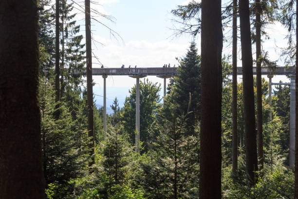 istock Forest treetop path (Waldwipfelweg) at Sankt Englmar in Bavarian Forest, Germany 1480212877