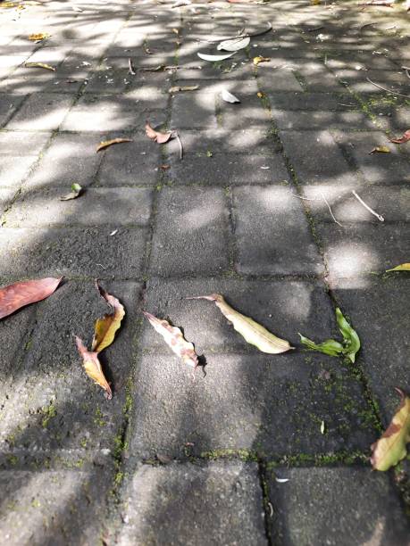 istock Portrait dry leaves. 1480213026