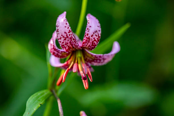 flowers captured in Bohinj valley Slovenia