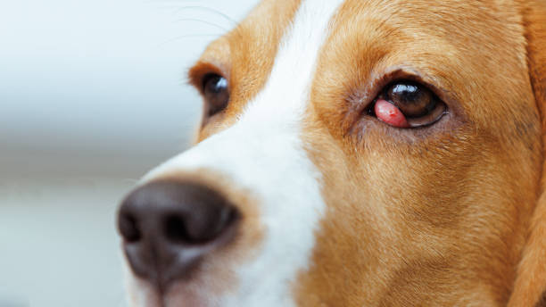 istock illness Symptoms of beagle dogs 1480215012
