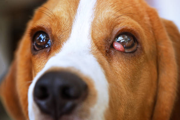 istock illness Symptoms of beagle dogs 1480215015