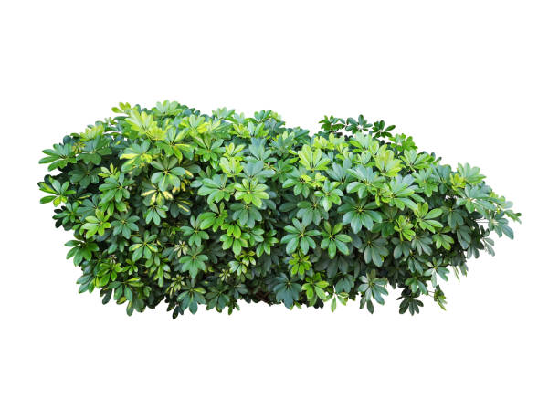 istock Green plant bush tree isolated with clipping path 1480217441