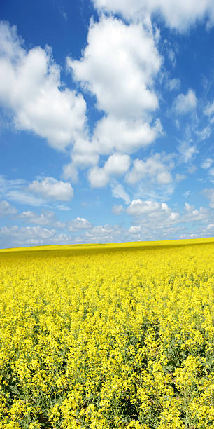 istock XXXL bright canola field 148021918