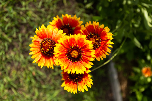 Yellow flowers with a dark center bloom in the garden close-up. Sunlight in colors