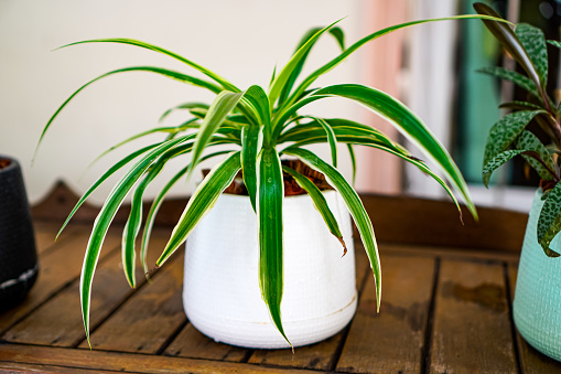 Picture shows Spider Plant grown in mini pots for beauty and good fortune, Airplane Plant, Chlorophytum comosum.