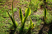 The picture shows Snake Plants growing in potting soil in natural gardens, used as ornamental plants and medicinal plants for medicine, Dracaenaceaen, Mother-in-laws Tongue, Sansevieria spp.