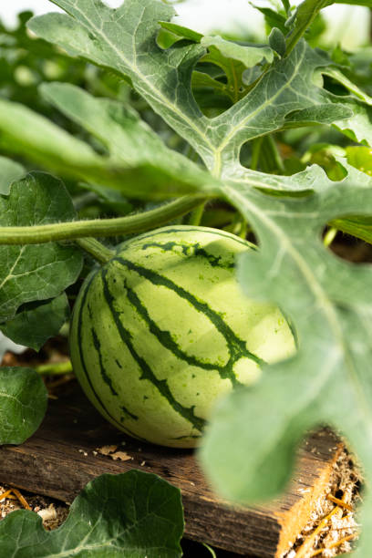 istock Ripe fresh watermelon grows in a garden bed 1480220128
