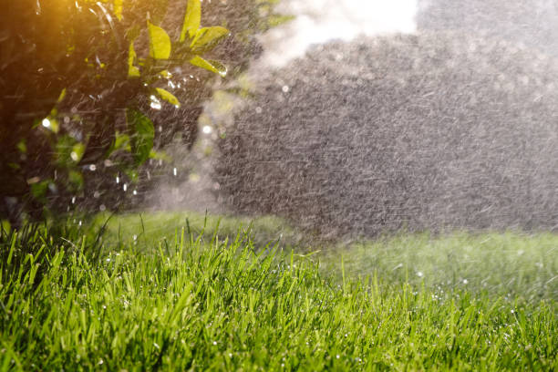 istock Close-up green grass and shrubs are watered by an automatic irrigation system. 1480220270