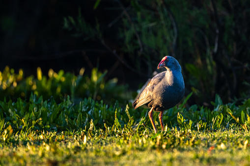 Western Swamphen, Purple Swamphen, Porphyrio porphyrio, El Rocio lake, Donana NP, Spain.