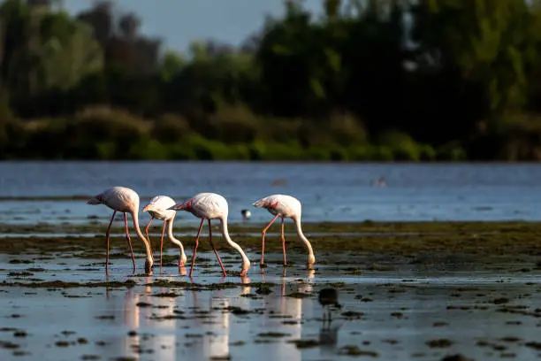 Photo of Greater Flamingo, Phoenicopterus roseus, Donana NP, Spain. A flock of birds in the lake.