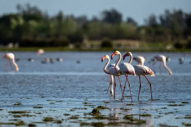 Photo of Greater Flamingo, Phoenicopterus roseus, Donana NP, Spain. A flock of birds in the lake.