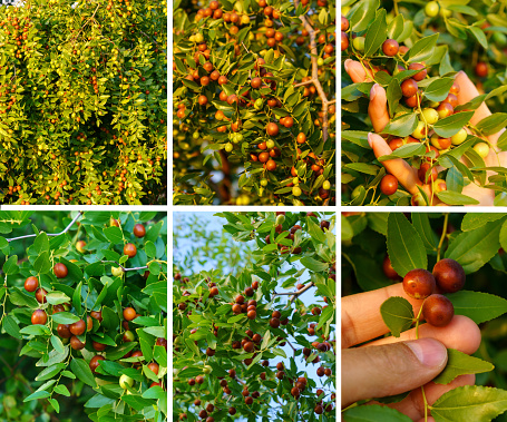 Fruits of jujube. Ziziphus jujuba. Ripe juicy jujube berries among green foliage. Collage. Square image