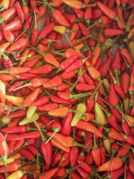 piments à vol d’oiseau, petits piments dodus de couleur épicée du vert clair au rouge foncé - food thailand red pepper photos et images de collection