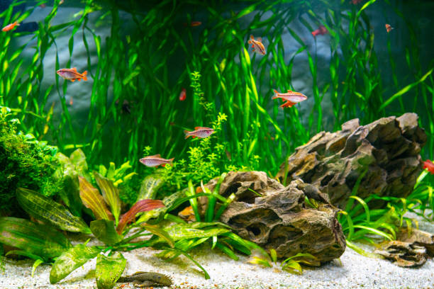 istock Aquarium fish and algae in a freshwater aquarium. 1480223586