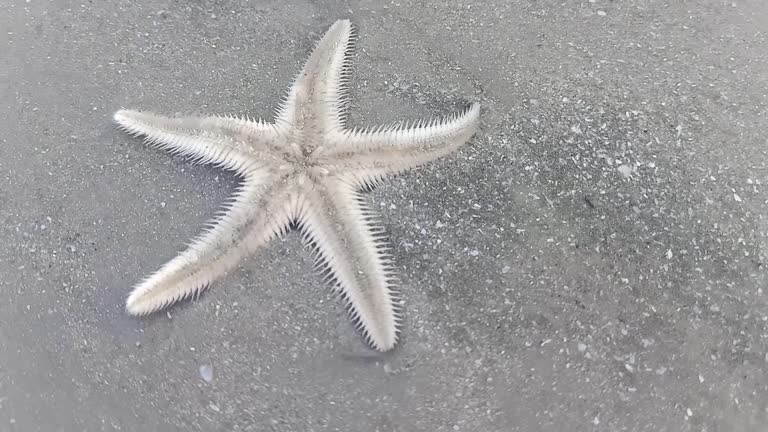 Starfish Beach