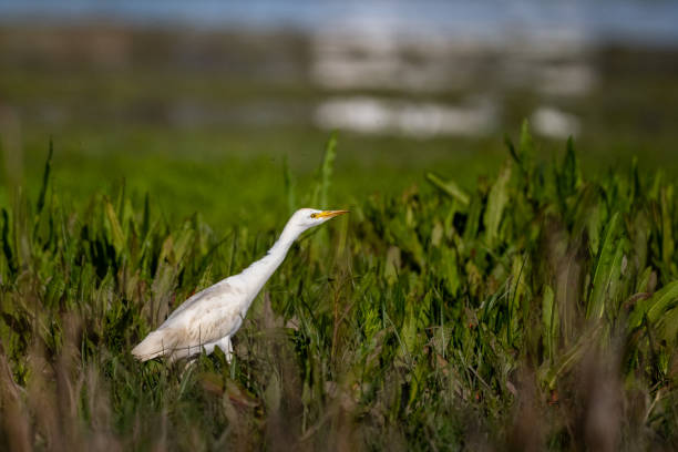 cattle egret, bubulcus ibis, donana np, spain. - egret water bird wildlife nature imagens e fotografias de stock