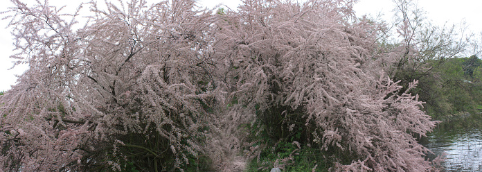 Panoramic of a flowering tamarisk tree on the edge of a lake in a public park in the Paris region