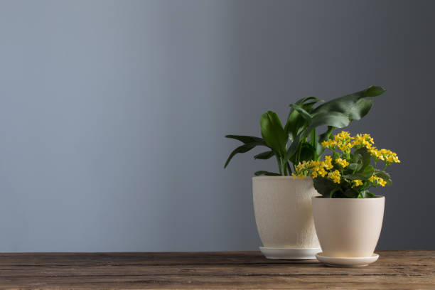 istock home plants in pots on  wooden table on  dark background 1480227748