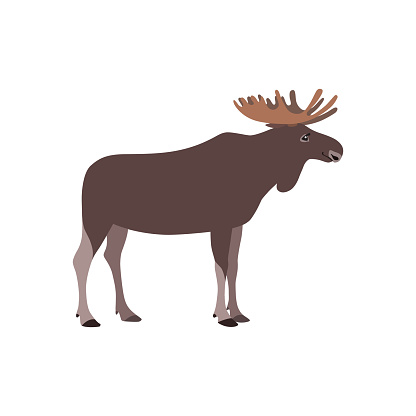 Standing moose drawn in a flat style. Isolated object on a white background. Vector 10 EPS