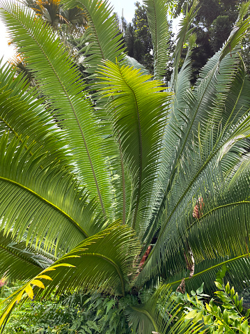 Stock photo showing close-up view of the green leaves of a Cycad plant in a tropical garden.